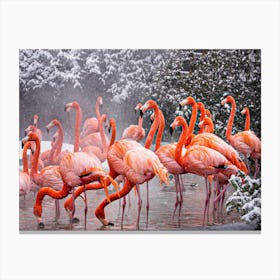 American Flamingo, Mehgan Murphy Canvas Print