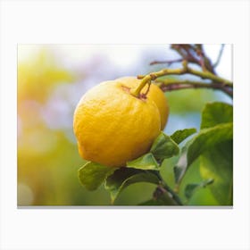 Lemons On A Tree 1 Canvas Print