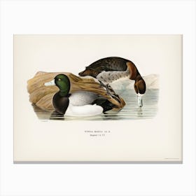 Greater Scaup, Scaup (Nyroca Marila), The Von Wright Brothers Canvas Print