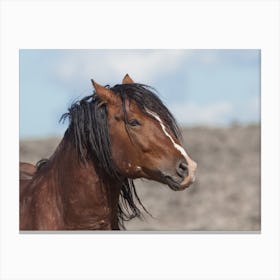 Stallion Horse Canvas Print