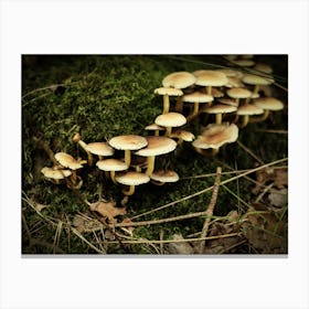 Groep Of White Mushrooms // Nature Photography 1 Canvas Print