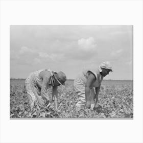 Southeast Missouri Farms, Fsa (Farm Security Administration) Clients Picking String Beans In Field By Russell Lee Canvas Print