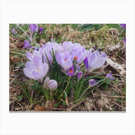 Crocus, the flower of Spring Canvas Print