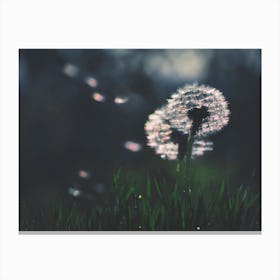 Dandelion - Make a Wish Canvas Print
