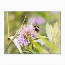 Bumblebee On Bergamot Canvas Print