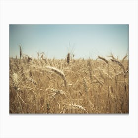 Golden Wheat Field 1 Canvas Print