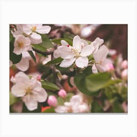 Blossoming Apple Tree Canvas Print