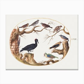 Black Woodpecker, European Green Woodpecker, Nuthatch, And Other Birds (1575–1580), Joris Hoefnagel Canvas Print