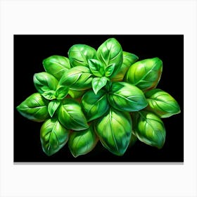 Fresh Basil Leaves On A Black Background Canvas Print