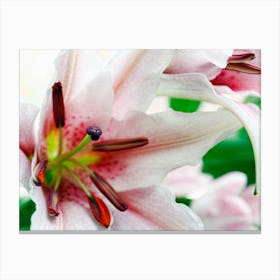 Pink Flower Lily (2008) Canvas Print