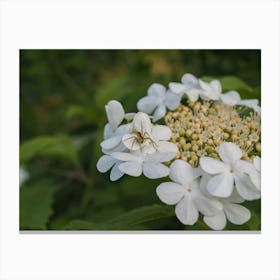 Hydrangea Flower 1 Canvas Print