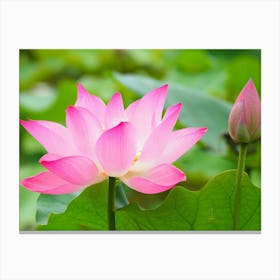 Lotus Flower 17 Canvas Print