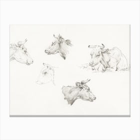 Four Study Sketches Of Cows, Jean Bernard Canvas Print
