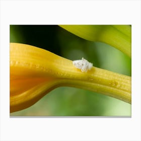 White Planthopper Nymph on Yellow Lily Canvas Print