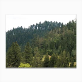 An Oregon Forest Canvas Print