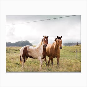 Horses In Field Canvas Print