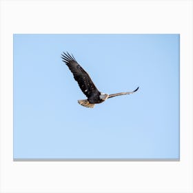 Bald Eagle In Flight 1 Canvas Print
