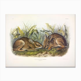 Marsh Hare, John James Audubon Canvas Print