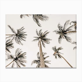 Palm Trees Overhead Canvas Print