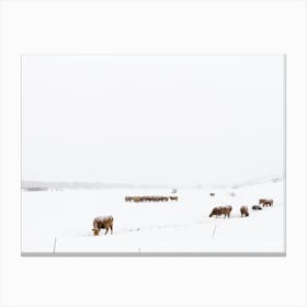 Cows In Blizzard Canvas Print