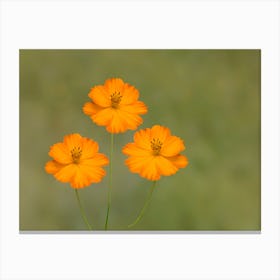 Three Orange Cosmos Flowers Canvas Print