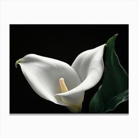 Calla Lily paintings art print 1 Canvas Print