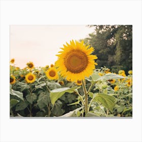 Big Sunflower Leinwandbilder