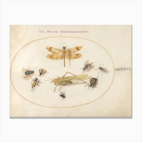 A Dragonfly, A Grasshopper, Flies, And Other Insects, Joris Hoefnagel Canvas Print