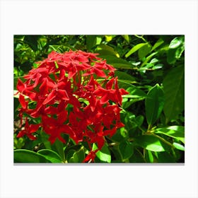 Red Flower tropical maldives Canvas Print