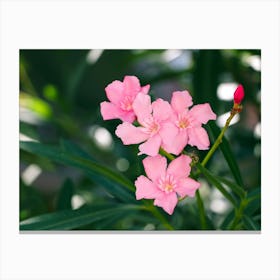 Tropical Pink Flowers Canvas Print