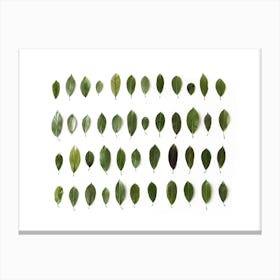 Leaves Collection Canvas Print