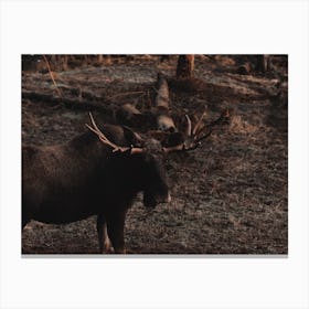 Bull Moose View Canvas Print