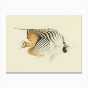 Unidentified Fish, Luigi Balugani (14) Canvas Print