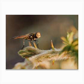 Bee at sunset Canvas Print