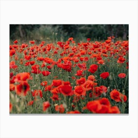 Red Field Canvas Print