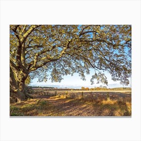 Beneath The Oak Tree Canvas Print