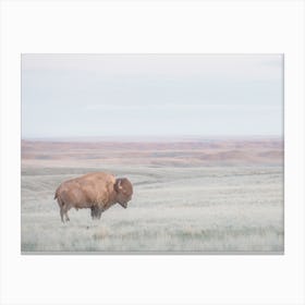 Bison On Landscape Canvas Print