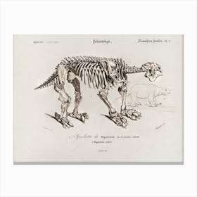 Megatherium, Charles Dessalines D'Orbigny Canvas Print