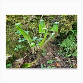 Ferns Canvas Print