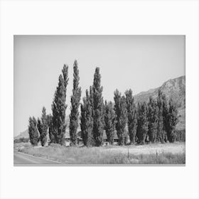 Row Of Lombardy Poplars, Box Elder County, Utah By Russell Lee Canvas Print