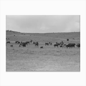 Untitled Photo, Possibly Related To Cutting Out Calves From Herd, Roundup Near Marfa, Texas By Russell Lee Canvas Print