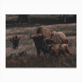 Moody Bison Family Canvas Print