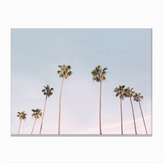 Palm Trees Canvas Print