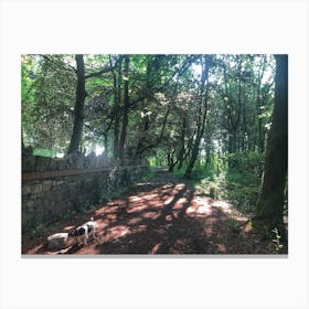 Dog Walking In The Woods Canvas Print