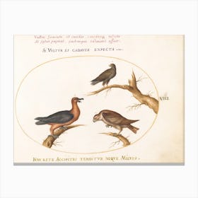 Flying And Amphibious Animals, Joris Hoefnagel (7) Canvas Print