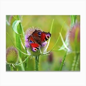 Peacock Butterfly on a Teasel Canvas Print