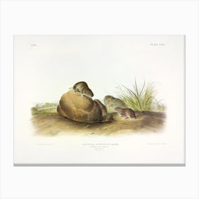 Pine Mouse, John James Audubon Canvas Print
