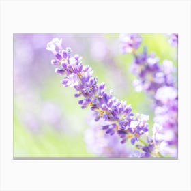 Purple Lavender Flowers Canvas Print