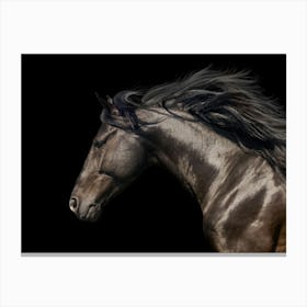 Black Horse Canvas Print