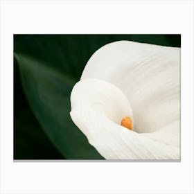 White Calla Lily Canvas Print